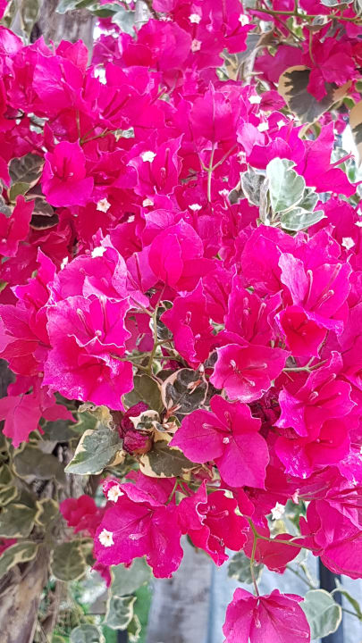 Sonstiges Hotel Gardenia Beach