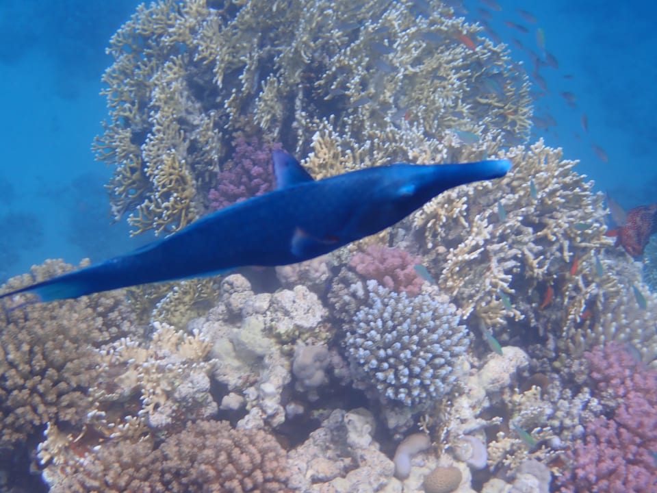 Strand Makadi Spa - Adults only