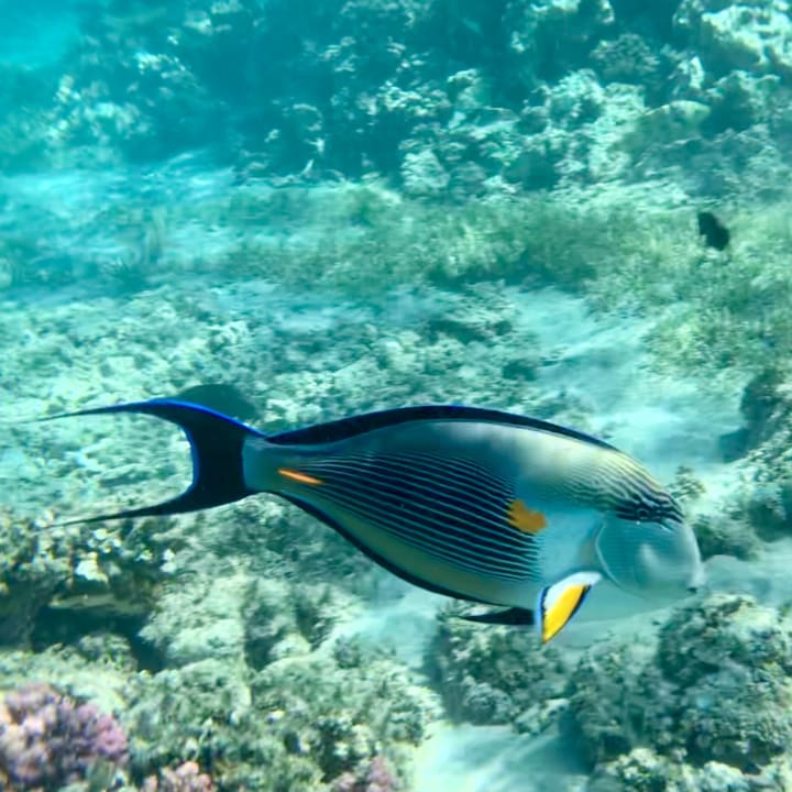 Strand Cleopatra Luxury Resort Makadi Bay