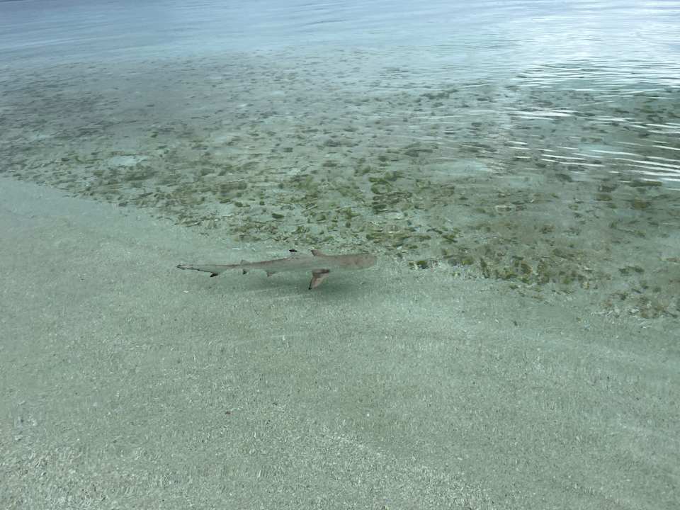 Strand Jawakara Islands Maldives