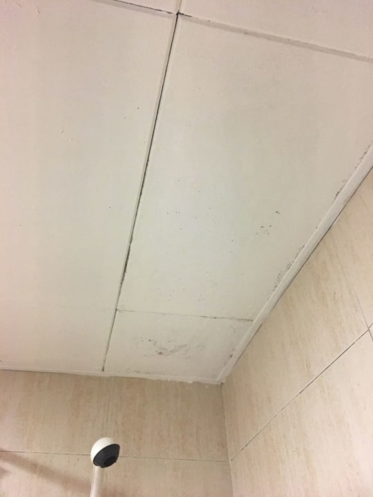 Zimmer htop Royal Star