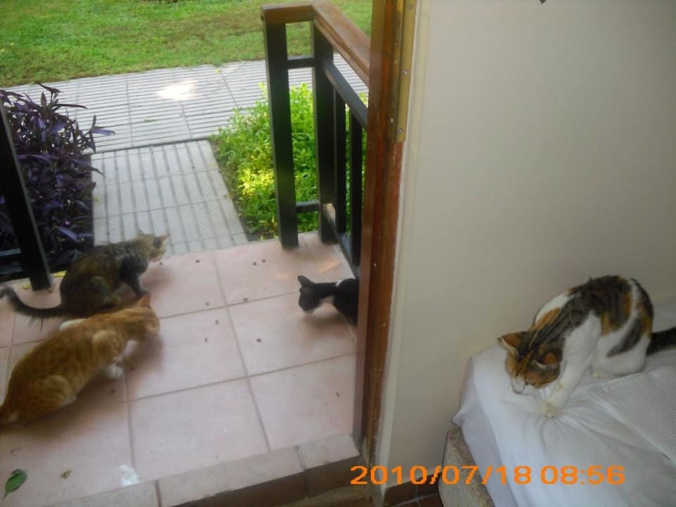 Unsere Katzen  Can Garden Beach