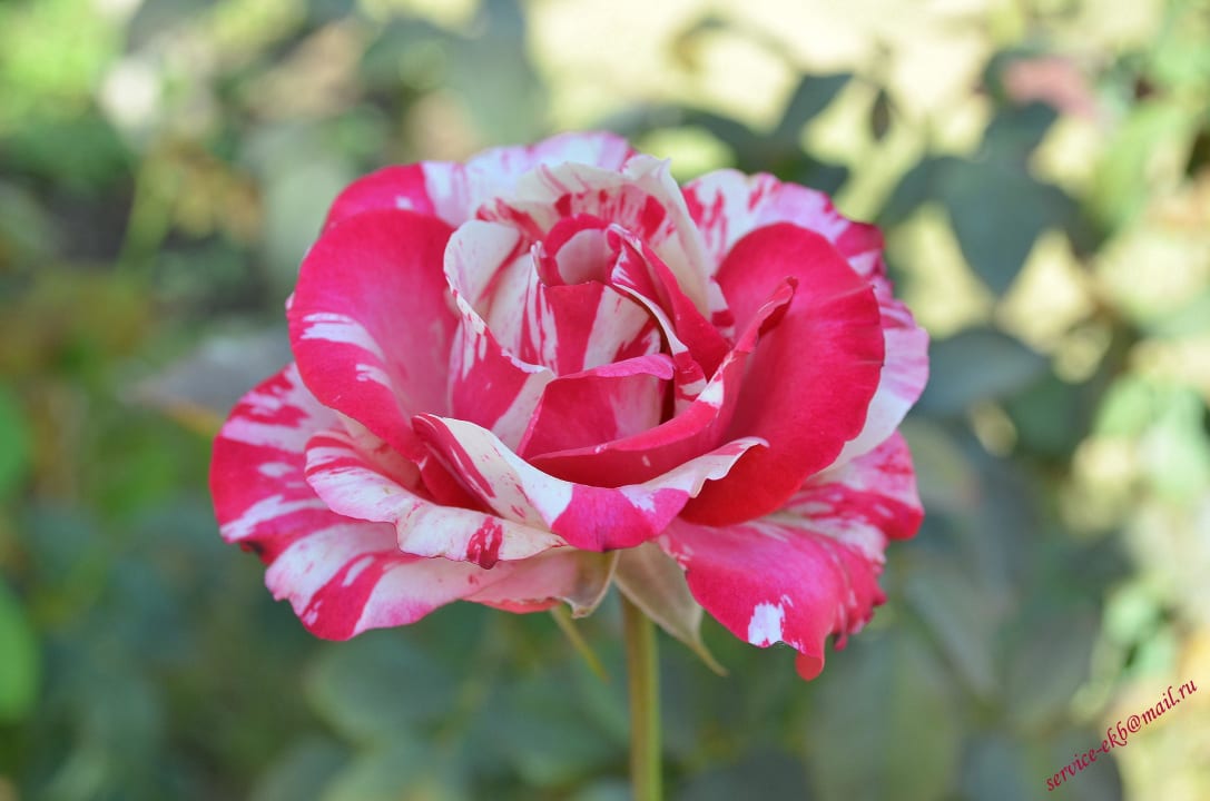 Delphin Imperial Hotel Delphin Imperial