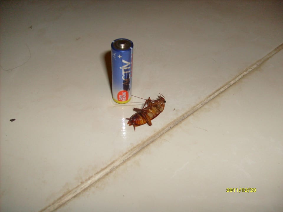 Ungeziefer Shams Safaga Resort