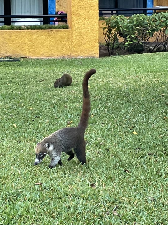Gartenanlage Iberostar Waves Tucan