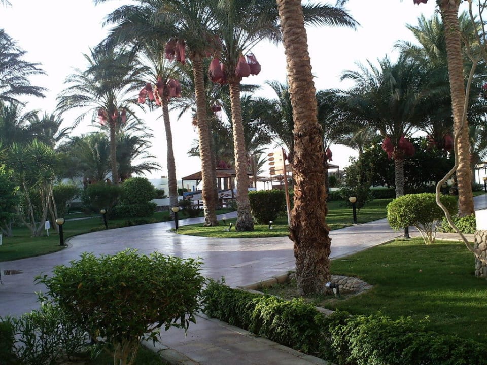 Blick von Terrasse Palm Beach Resort