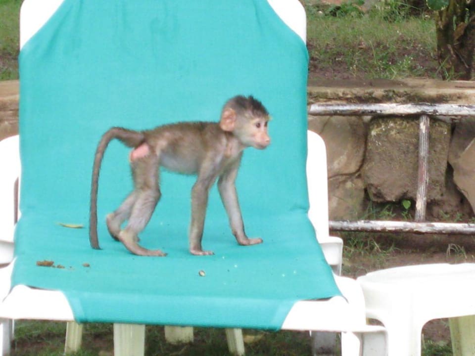 Noch ein mini Baboon Baobab Beach Resort & Spa