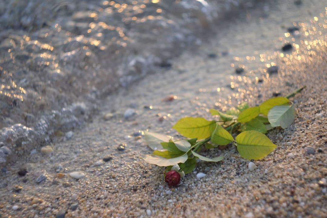 Karibisches Meerwasser Domes Noruz Kassandra | Adults-Only