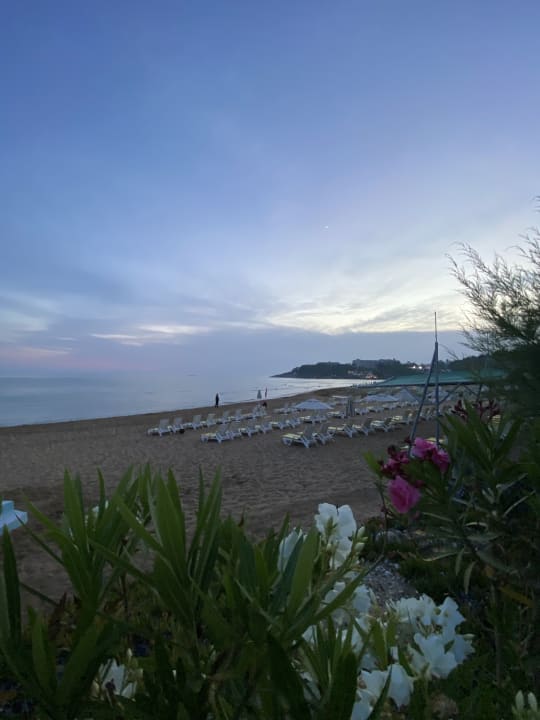 Strand AQI Pegasos Royal