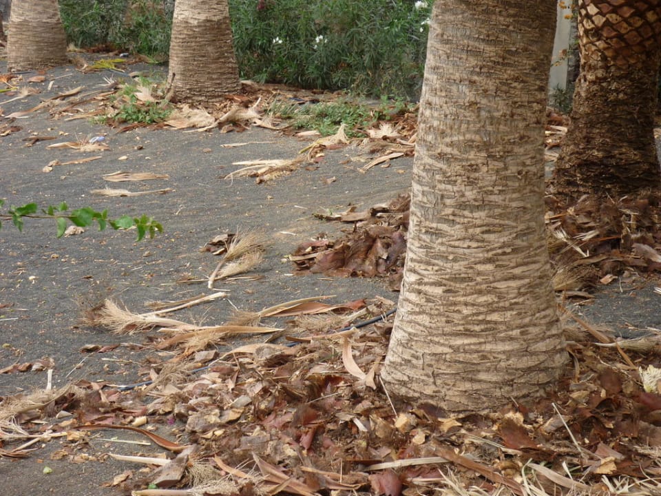 Ungepflegt Relaxia Olivina