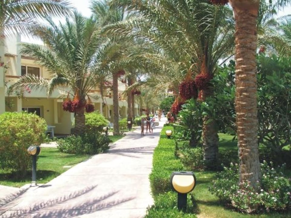 Ogród Palm Beach Resort
