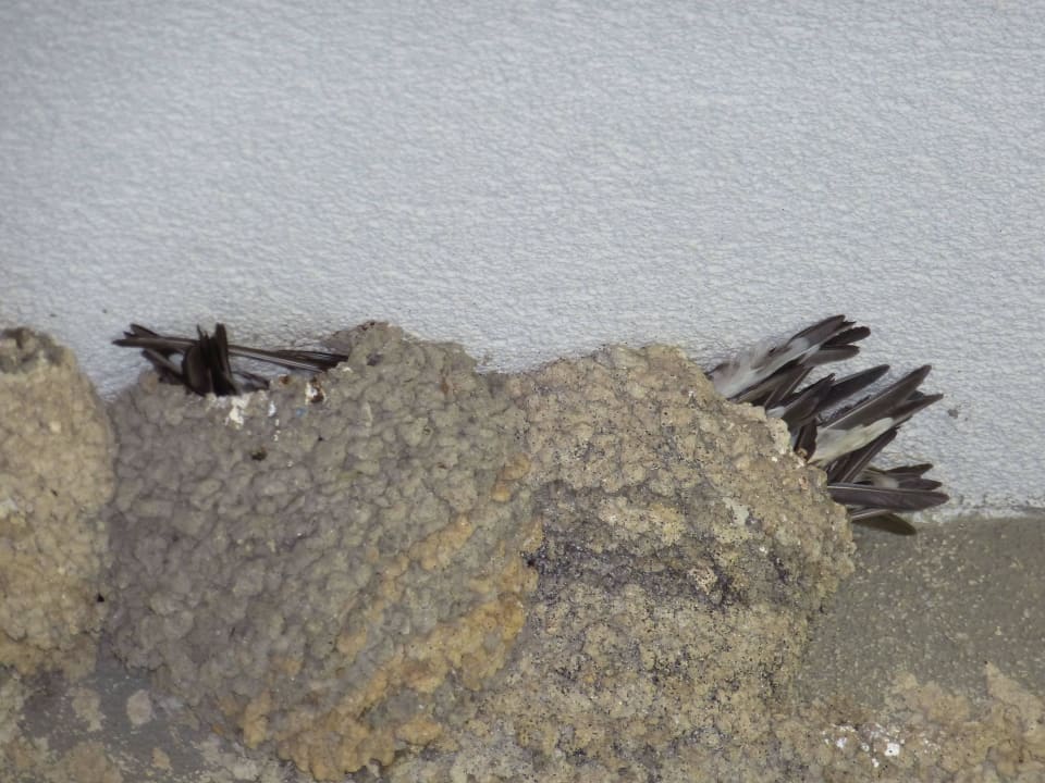 Balkon-Bewohner HVD Viva Club Hotel