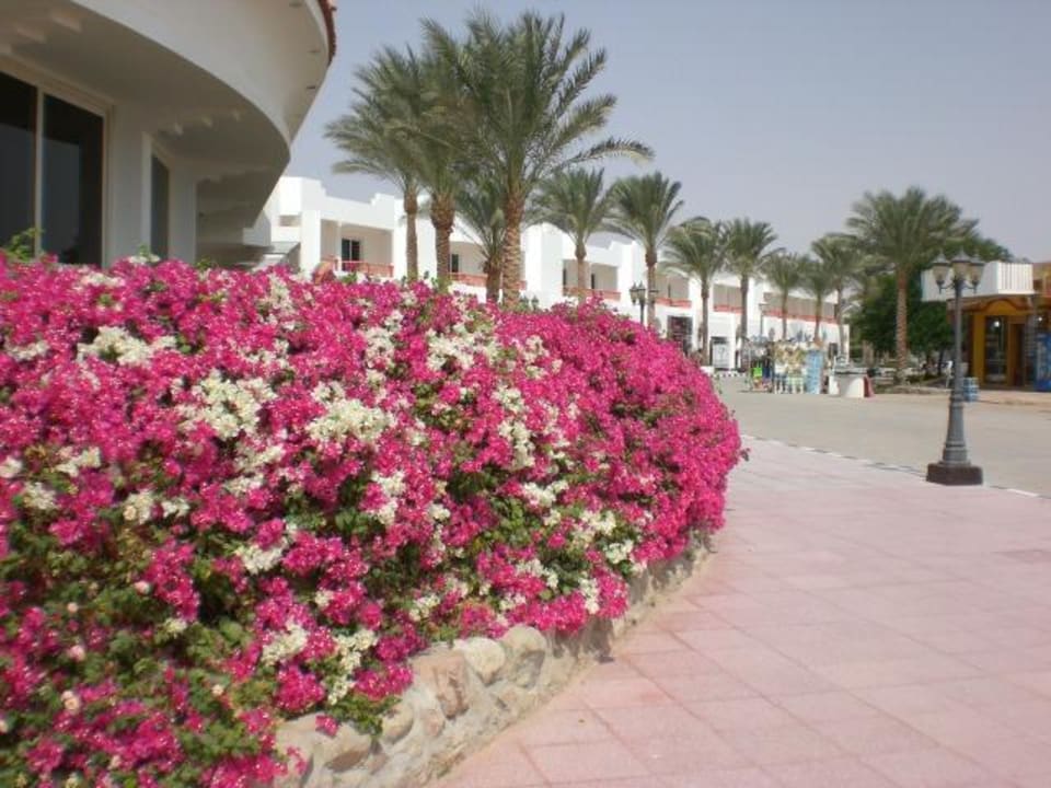Blütenpracht am Baron Hotel Baron Palms Sharm El Sheikh