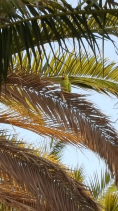 Gartenanlage Aparthotel Costa Mar