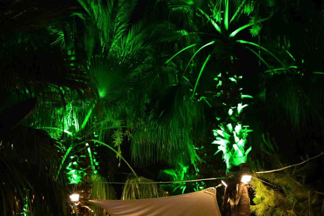 Palmen  Hane Family Resort