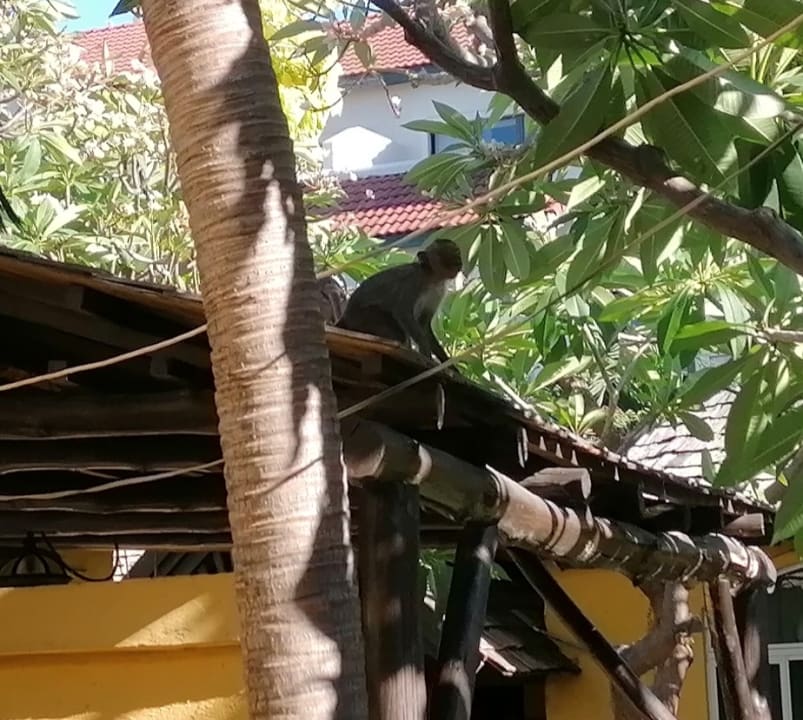 Gartenanlage Hotel Supatra Hua Hin Resort