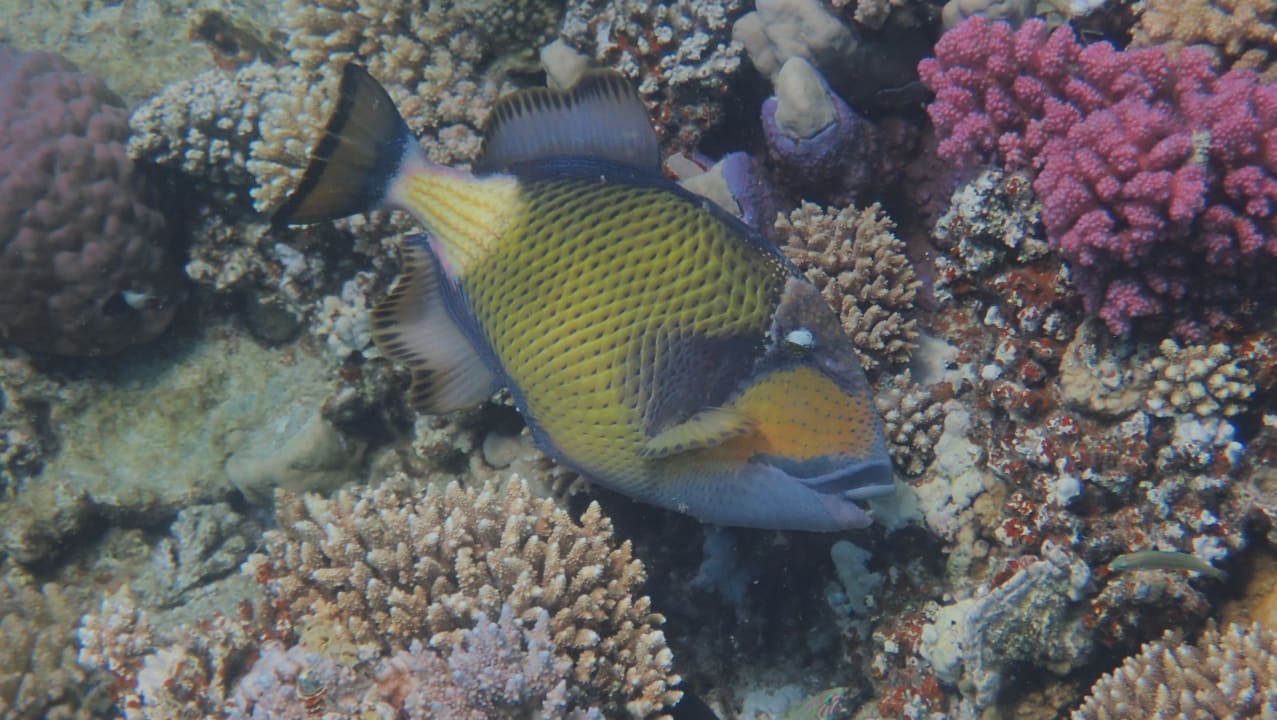 Sport & Freizeit Malikia Resort Abu Dabbab