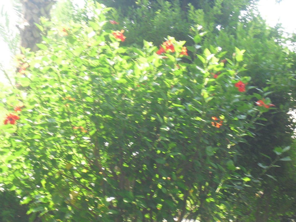 Hibiscus-Busch Greenwood Kemer Resort