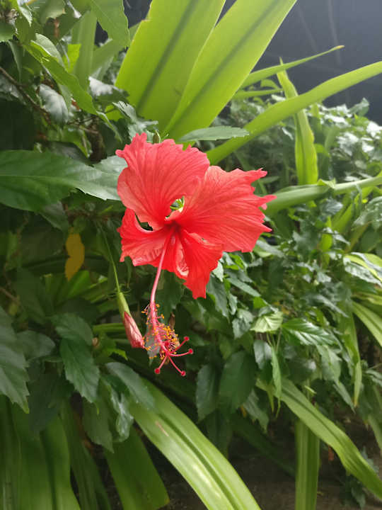 Gartenanlage Hotel Southern Palms Beach Resort