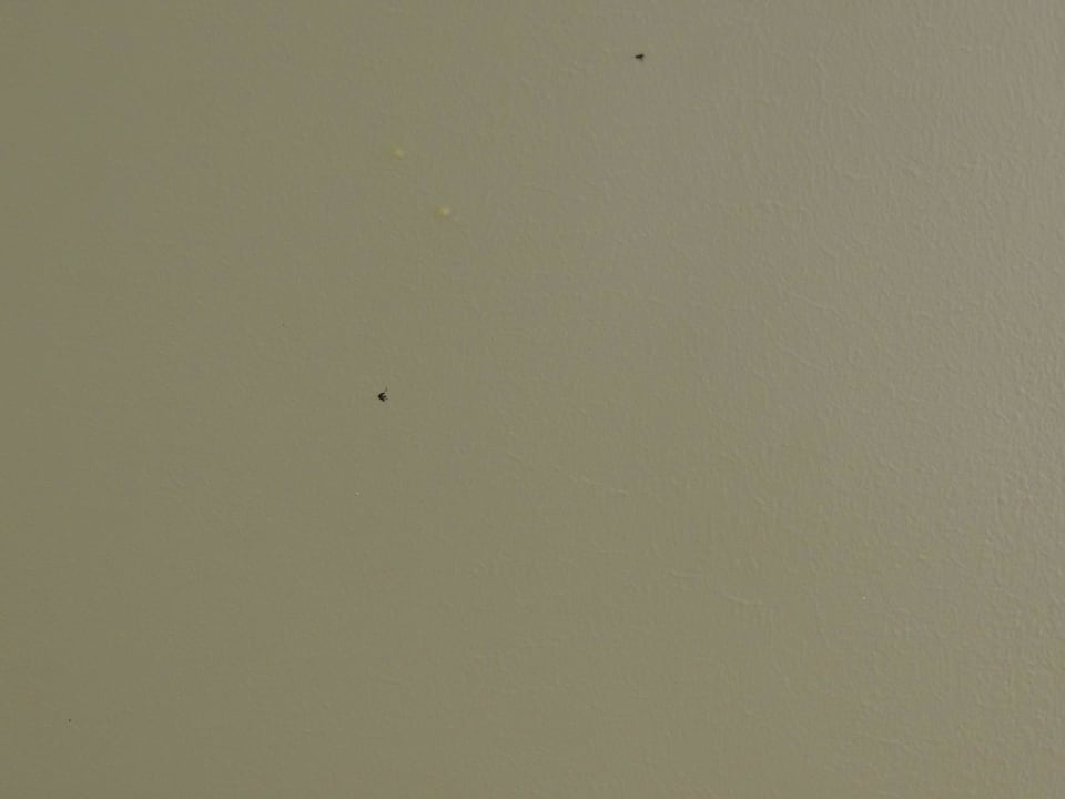 Was klebt denn da? Grand Naniloa Hotel, a Doubletree by Hilton