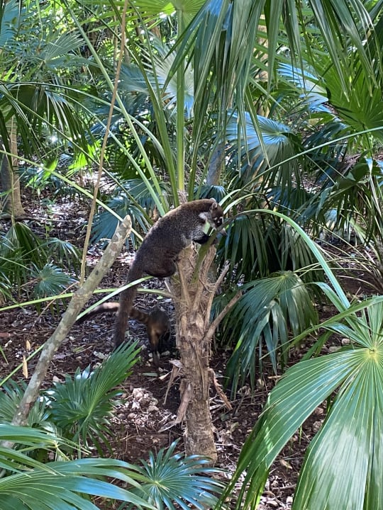 Gartenanlage Catalonia Royal Tulum Beach & Spa Resort - Adults only