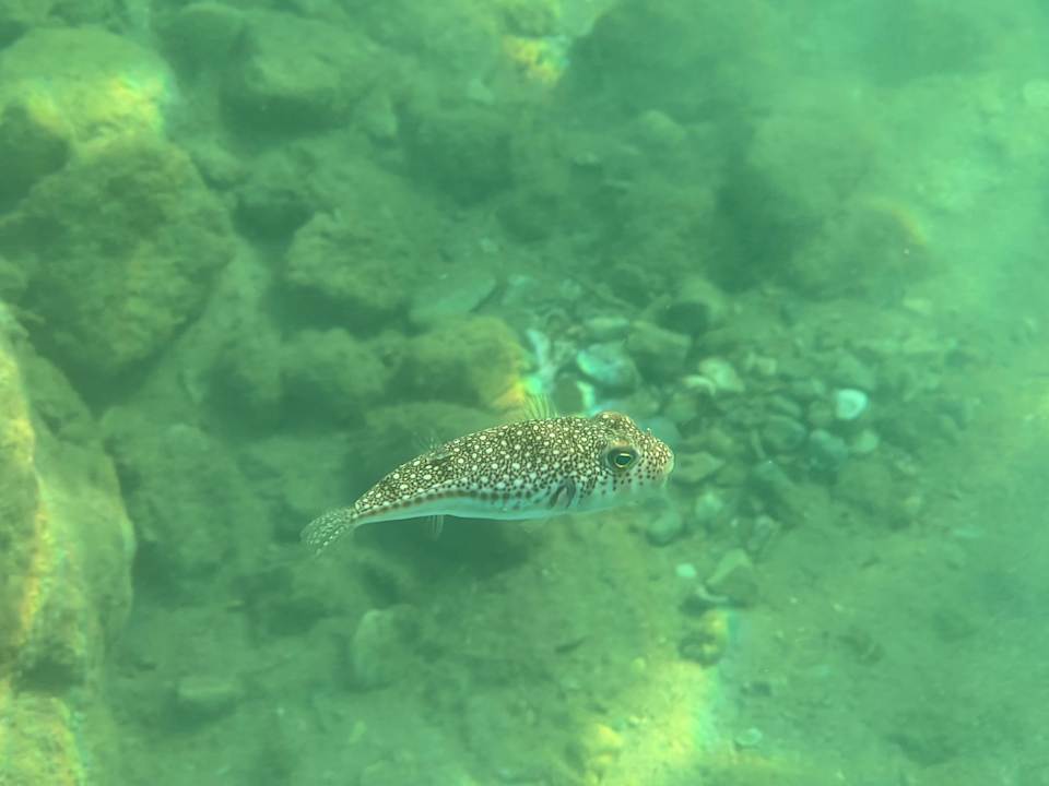 Strand Rubi Platinum Sign