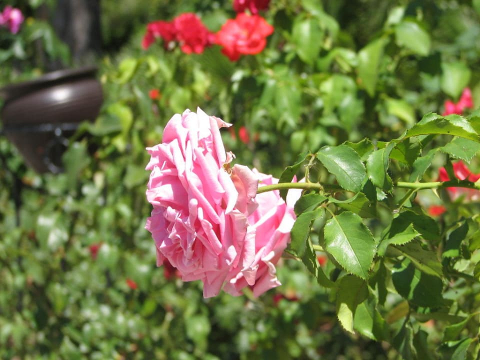 Ogród Asteria Family Belek