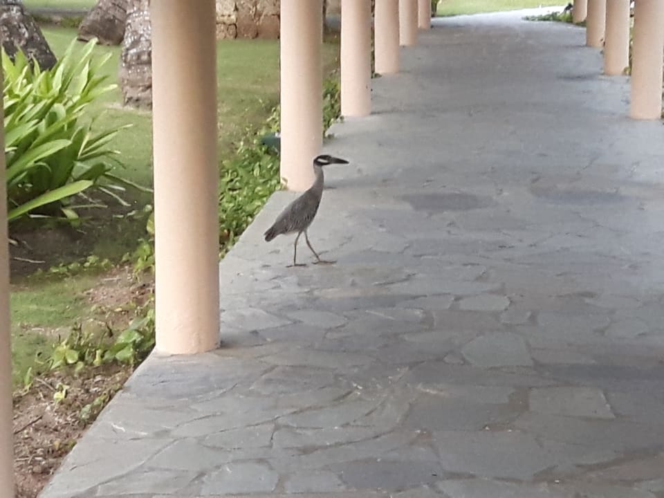 Sonstiges Hotel Grand Palladium Palace Resort, Spa & Casino