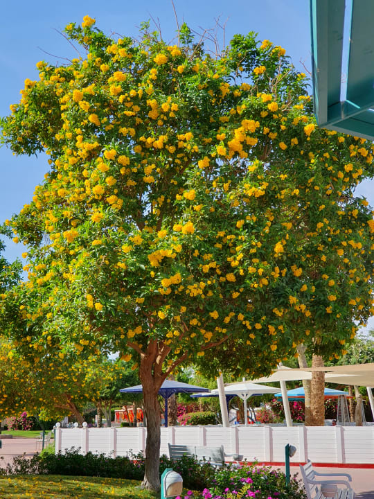 Gartenanlage Desert Rose