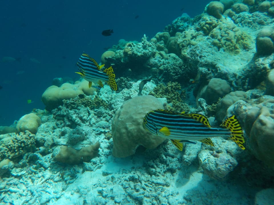 Sport & Freizeit Adaaran Select Meedhupparu Island Resort - Premium All Inclusive