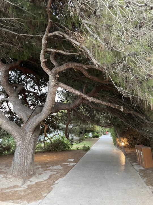 Gartenanlage Caravia Beach Hotel