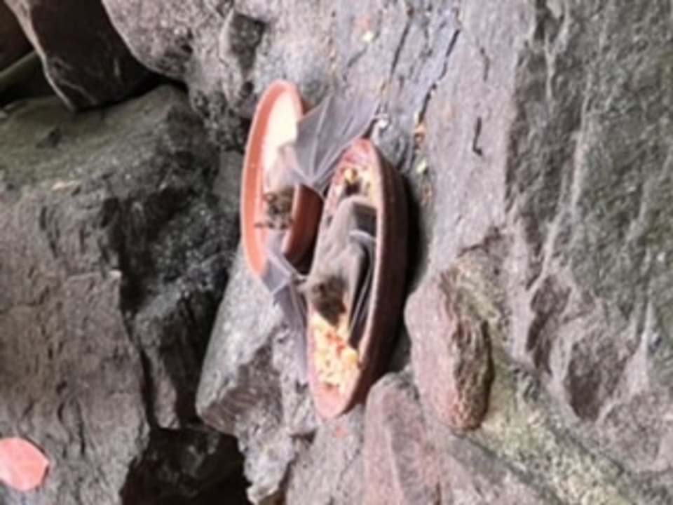 Gartenanlage Center Parcs Het Heijderbos