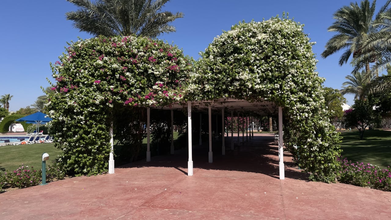 Gartenanlage Desert Rose