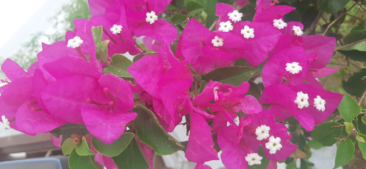 Gartenanlage Steigenberger Resort Ras Soma