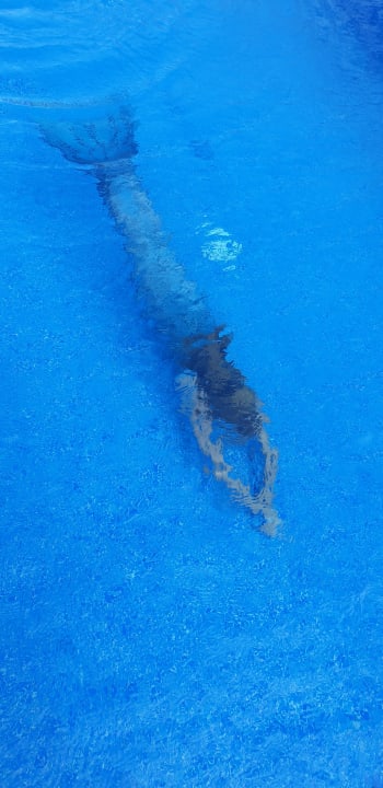 Pool allsun App.-Hotel Barlovento