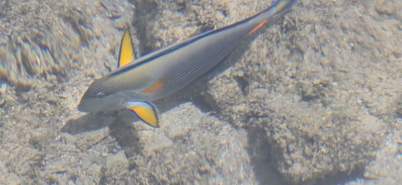 Strand Old Palace Resort Sahl Hasheesh