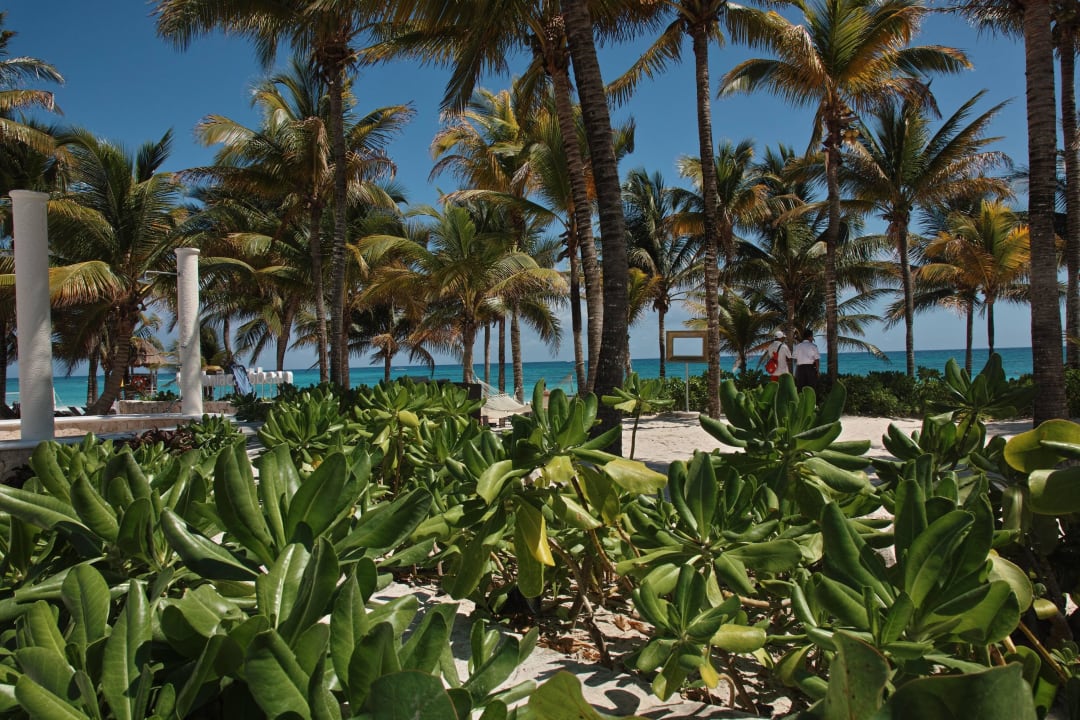 Strand  Catalonia Royal Tulum Beach & Spa Resort - Adults only