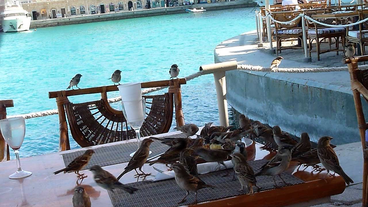 Mit-Bewohner Pickalbatros Citadel Resort