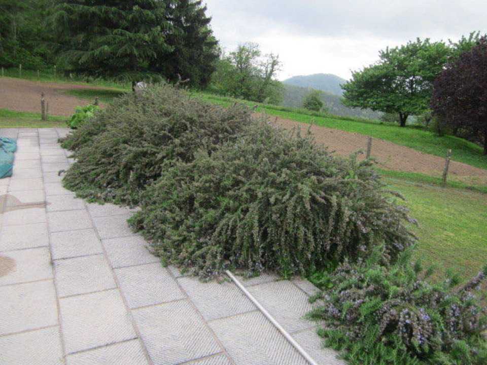 Rosmarinbusch am Pool Apartments Agriturismo Belvedere