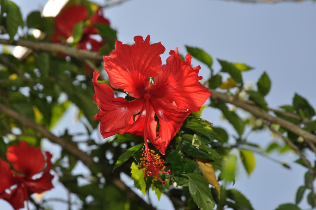 Blüten The Payogan Villa Resort & Spa