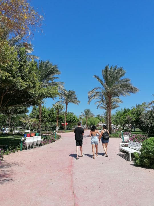 Gartenanlage Desert Rose