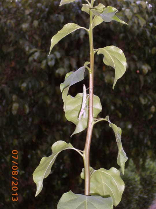 Tierische Besucher, bewegte sich mit der Sonne Jaz Makadi Oasis Resort