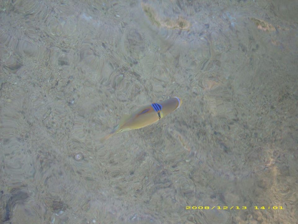 Unterwasserwelt Pickalbatros Royal Moderna Resort-Sharm El Sheikh