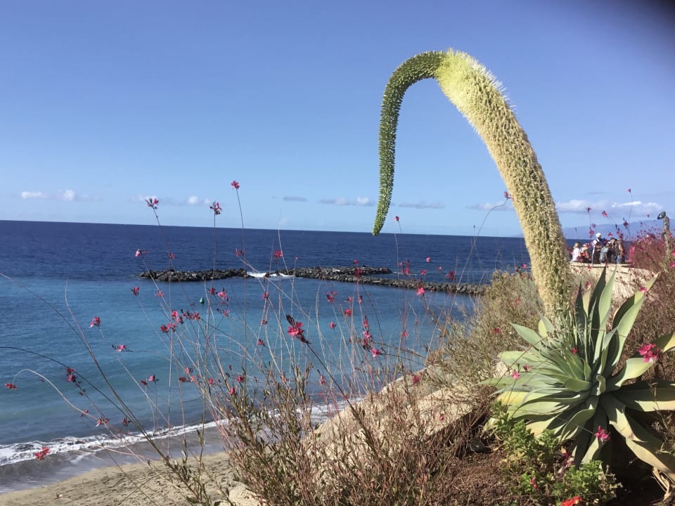 Ausblick Hotel Riu Palace Tenerife
