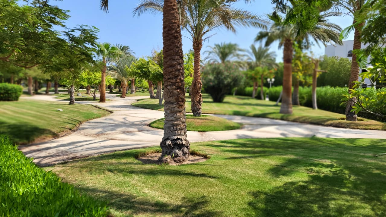 Gartenanlage Desert Rose