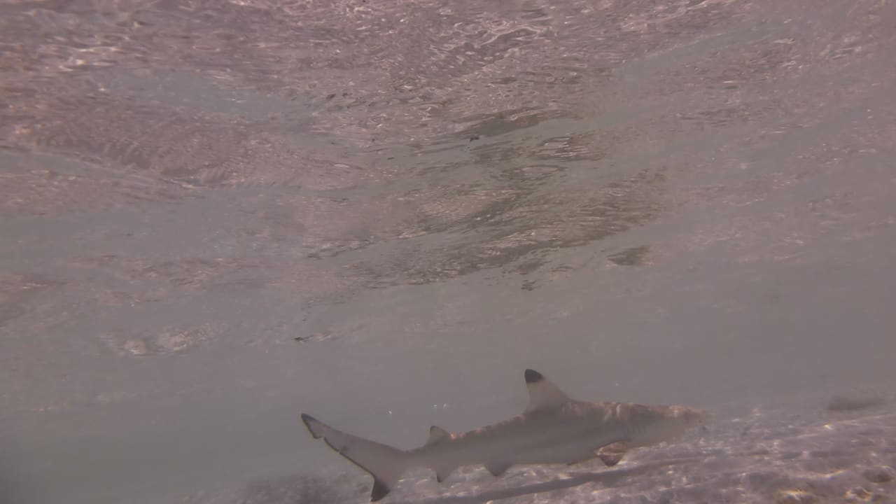 Sport & Freizeit Hotel Riu Palace Maldivas