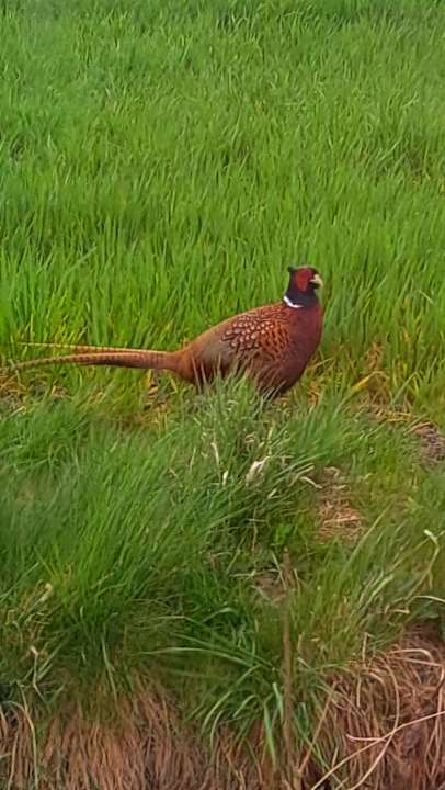 Sonstiges Hotel Carolinensiel Doan