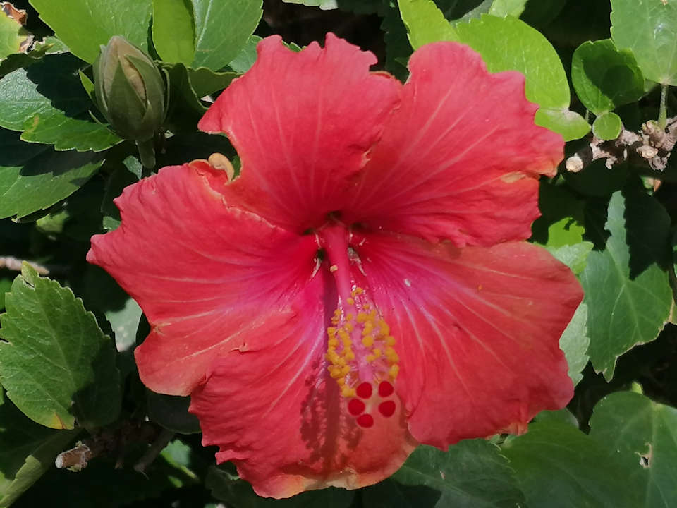 Gartenanlage Parque Santiago III Official