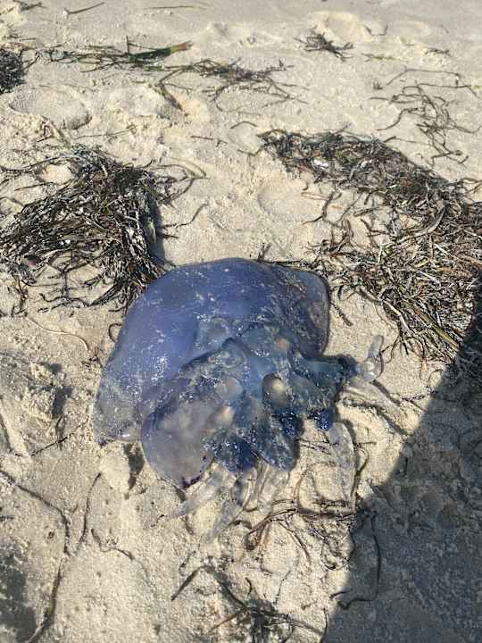 Pool Iberostar Selection Diar El Andalous