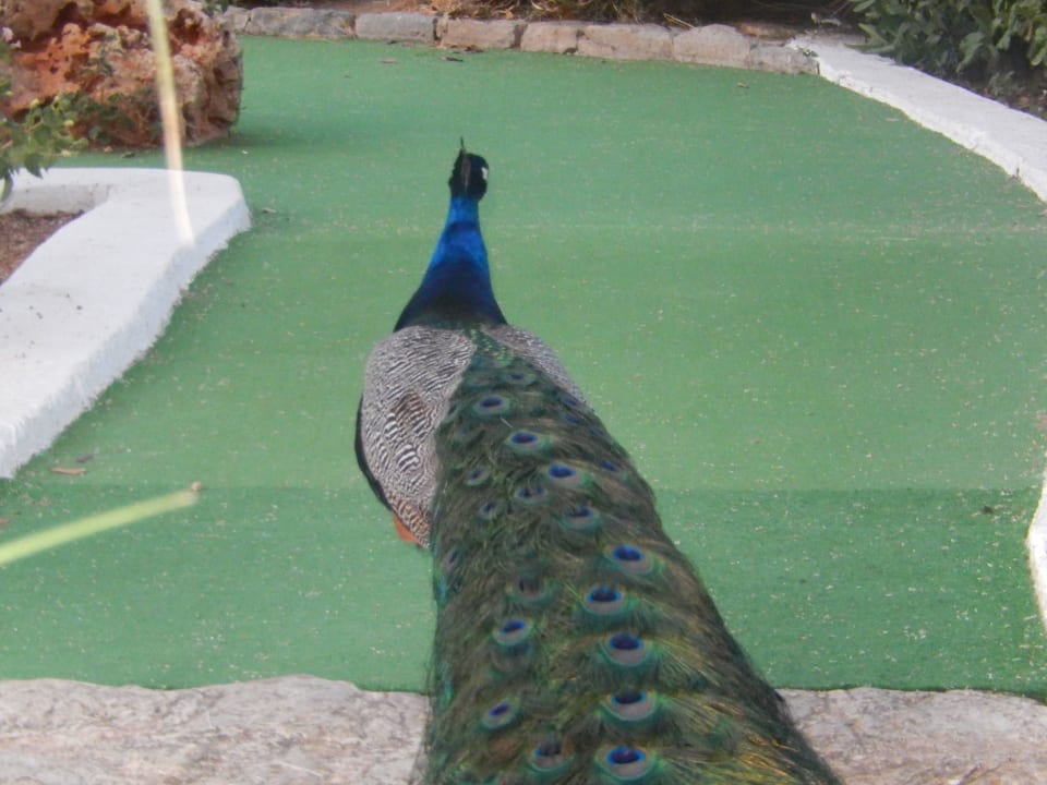 Minigolf im Hotelangebot. Spaßig und kostenlos. Protur Vista Badia Aparthotel